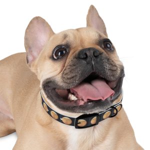 SUNNY GLOW Pet Collar